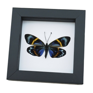 Framed Forester Moth Eterusia repleta Female Taxidermy Classic Black Display