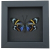 Eterusia repleta Female Verso Moth Framed Day Flying Moth Taxidermy Moonlight Display