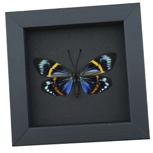 Eterusia repleta Female Verso Moth Framed Day Flying Moth Taxidermy Moonlight Display
