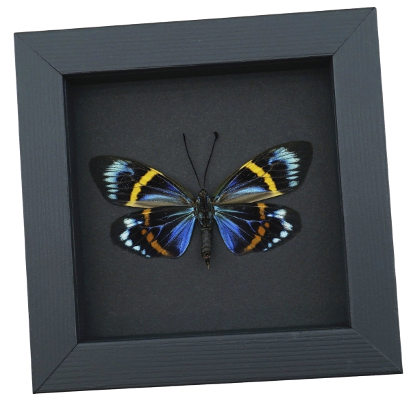 Eterusia repleta Female Verso Moth Framed Day Flying Moth Taxidermy Moonlight Display