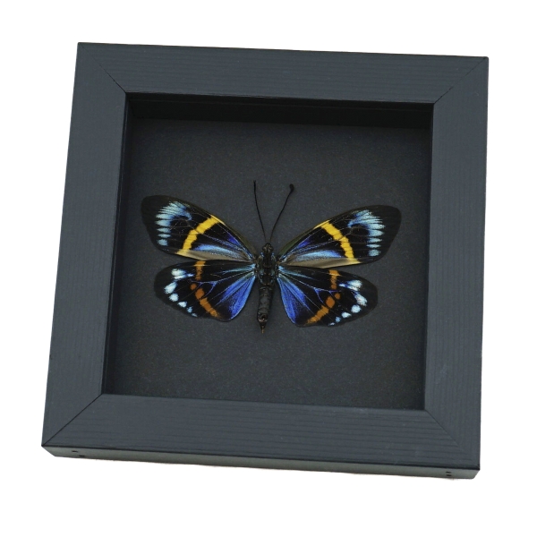 Eterusia repleta Female Verso Moth Framed Day Flying Moth Taxidermy Moonlight Display