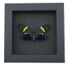 Eterusia repleta male Moth Framed Day Flying Moth Taxidermy Moonlight Display