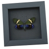 Eterusia repleta male Moth Framed Day Flying Moth Taxidermy Moonlight Display