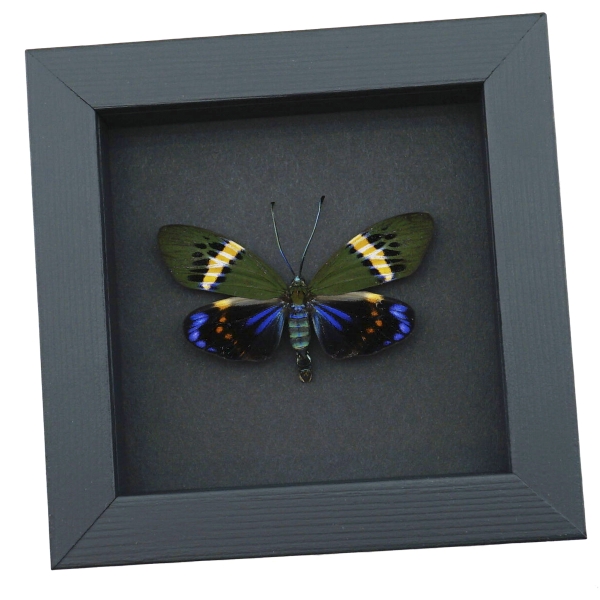 Eterusia repleta male Moth Framed Day Flying Moth Taxidermy Moonlight Display