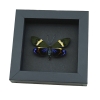 Eterusia repleta male Moth Framed Day Flying Moth Taxidermy Moonlight Display
