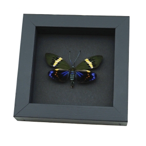 Eterusia repleta male Moth Framed Day Flying Moth Taxidermy Moonlight Display