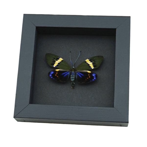 Eterusia repleta male Moth Framed Day Flying Moth Taxidermy Moonlight Display