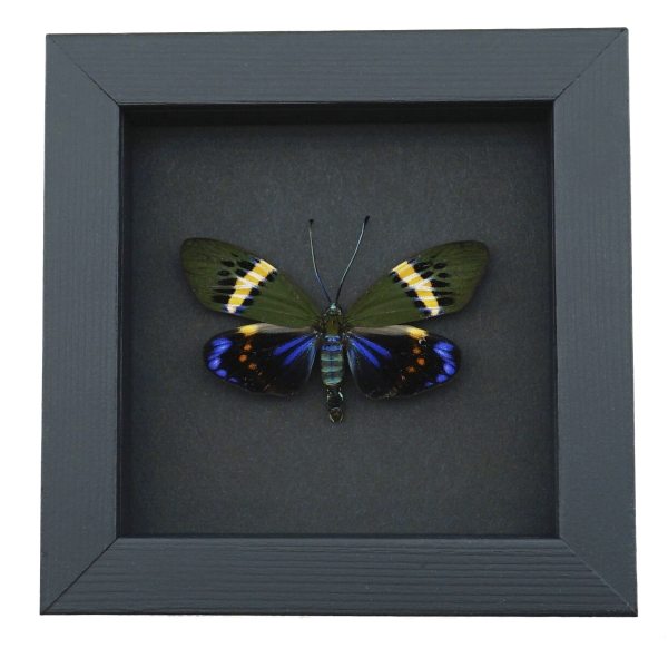 Eterusia repleta male Moth Framed Day Flying Moth Taxidermy Moonlight Display