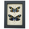 Eterusia repleta Pair Verso Framed Day Flying Moth Taxidermy Display