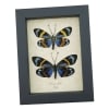 Eterusia repleta Pair Verso Framed Day Flying Moth Taxidermy Display
