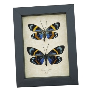 Eterusia repleta Pair Verso Framed Day Flying Moth Taxidermy Display