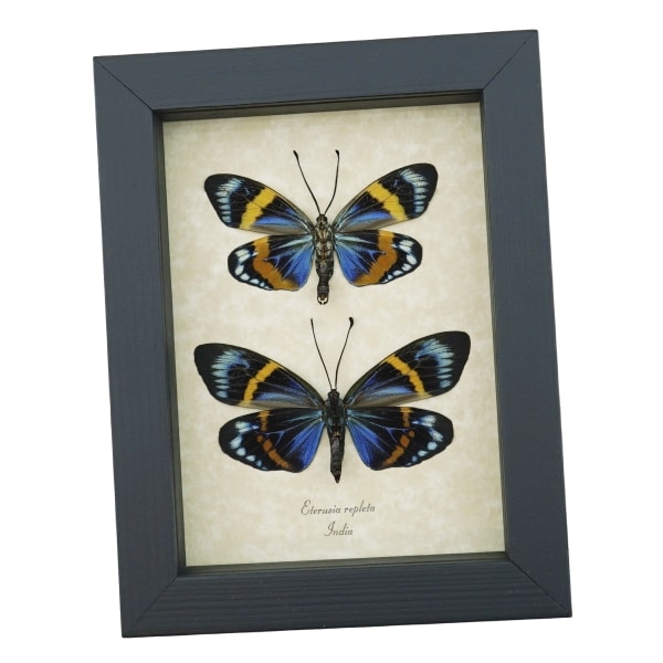 Eterusia repleta Pair Verso Framed Day Flying Moth Taxidermy Display