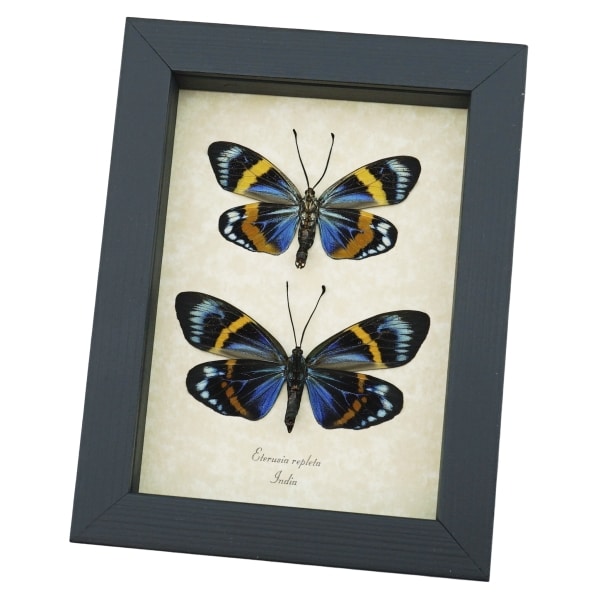 Eterusia repleta Pair Verso Framed Day Flying Moth Taxidermy Display