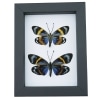 Eterusia repleta Pair Verso Framed Day Flying Moth Taxidermy Classic Black Display