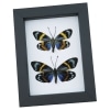Eterusia repleta Pair Verso Framed Day Flying Moth Taxidermy Classic Black Display