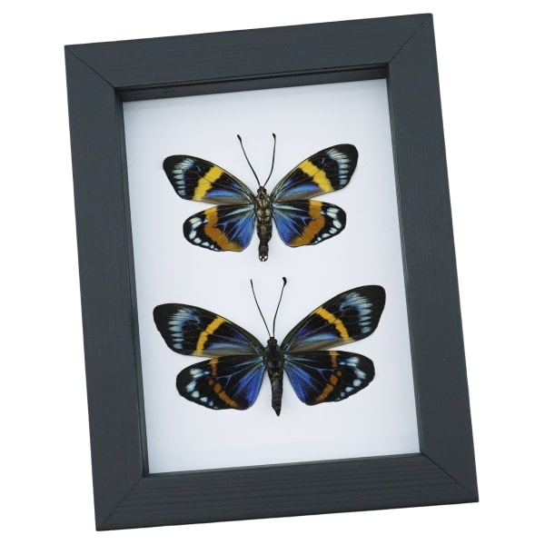 Eterusia repleta Pair Verso Framed Day Flying Moth Taxidermy Classic Black Display