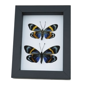 Eterusia repleta Pair Verso Framed Day Flying Moth Taxidermy Classic Black Display