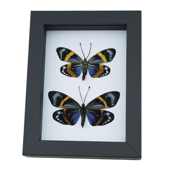 Eterusia repleta Pair Verso Framed Day Flying Moth Taxidermy Classic Black Display