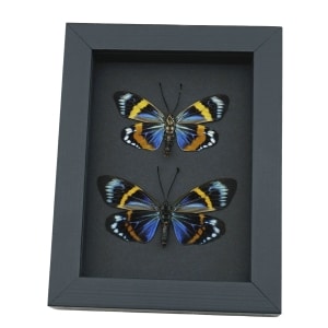 Eterusia repleta Pair Verso Framed Day Flying Moth Taxidermy Moonlight Display
