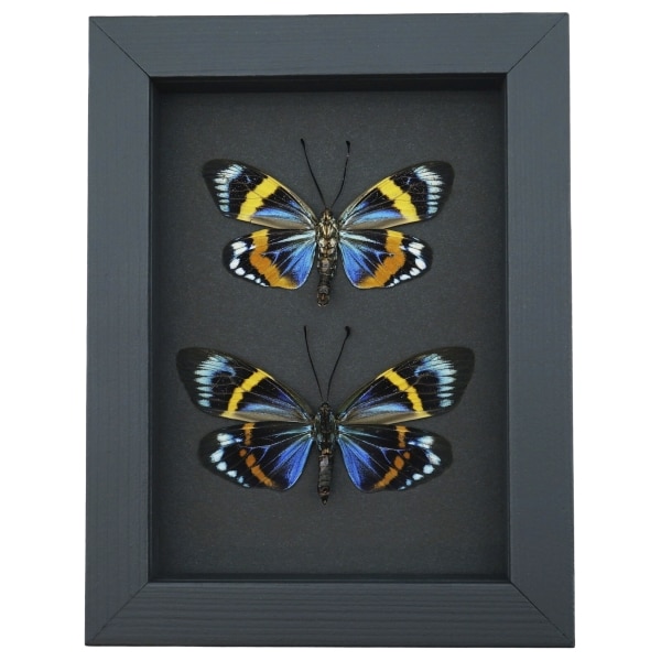 Eterusia repleta Pair Verso Framed Day Flying Moth Taxidermy Moonlight Display