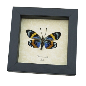 Real Framed Eterusia repleta Male Verso Day Moth Taxidermy Display