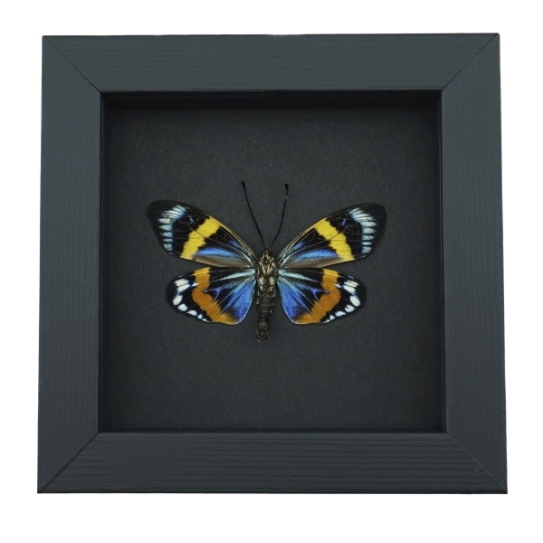 Eterusia repleta male verso Framed Day Flying Moth Taxidermy Moonlight Display