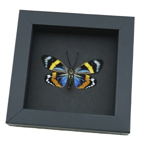 Eterusia repleta male verso Framed Day Flying Moth Taxidermy Moonlight Display