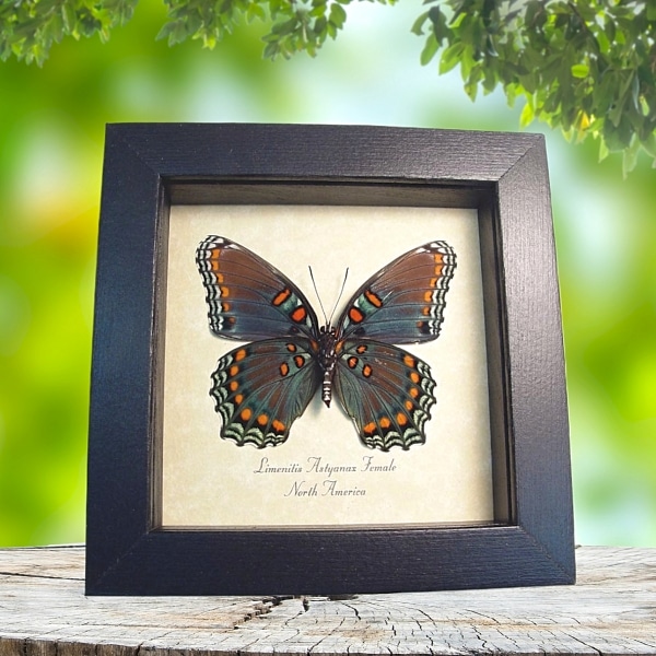 Limenitis Astyanax verso Female Butterfly Red Spotted Purple Real Framed Taxidermy Display