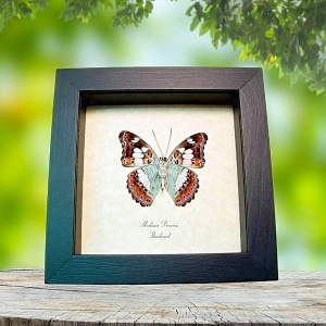 Moduza procris Aqua Blue Butterfly Framed Taxidermy Display