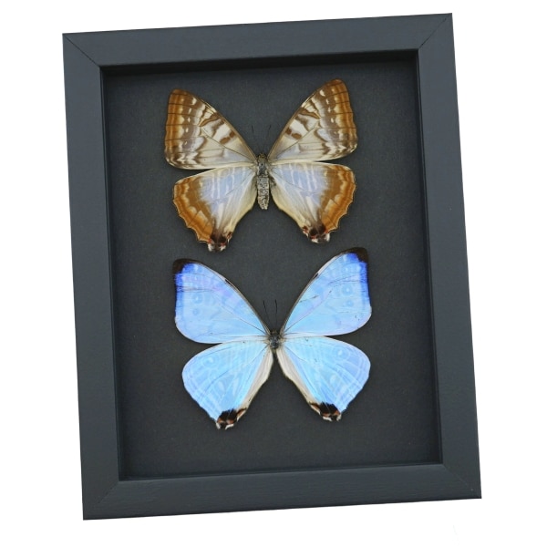 Framed Morpho sulkowski Butterfly Pair Mother Of Pearl Butterflies Taxidermy Moonlight Display