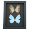 Framed Morpho sulkowski Butterfly Pair Mother Of Pearl Butterflies Taxidermy Moonlight Display