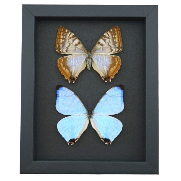 Framed Morpho sulkowski Butterfly Pair Mother Of Pearl Butterflies Taxidermy Moonlight Display