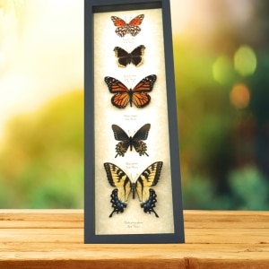 North American Butterfly Collection Real Framed Butterflies Taxidermy Display