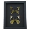 Madyes Swallowtail Butterfly Collection Framed Butterflies Taxidermy Moonlight Display