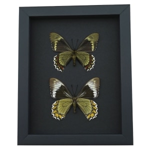 Madyes Swallowtail Butterfly Collection Framed Butterflies Taxidermy Moonlight Display