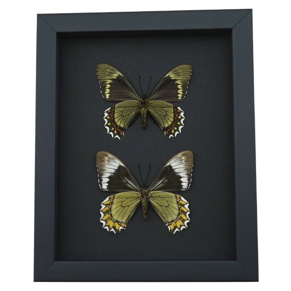Madyes Swallowtail Butterfly Collection Framed Butterflies Taxidermy Moonlight Display