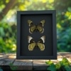 Madyes Swallowtail Butterfly Collection Framed Butterflies Taxidermy Moonlight Display