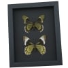 Madyes Swallowtail Butterfly Collection Framed Butterflies Taxidermy Moonlight Display
