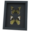 Madyes Swallowtail Butterfly Collection Framed Butterflies Taxidermy Moonlight Display