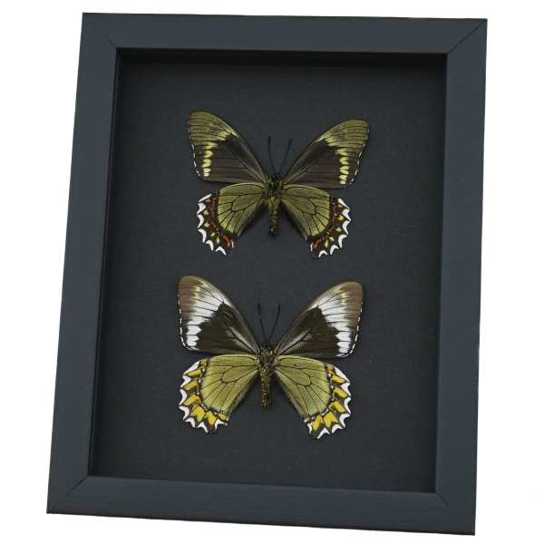 Madyes Swallowtail Butterfly Collection Framed Butterflies Taxidermy Moonlight Display