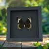 Battus Madyes Chlorodamas Framed Butterfly Taxidermy Moonlight Display