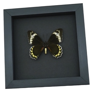 Battus Madyes Chlorodamas Framed Butterfly Taxidermy Moonlight Display