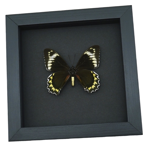 Battus Madyes Chlorodamas Framed Butterfly Taxidermy Moonlight Display