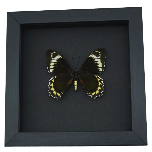 Battus Madyes Chlorodamas Framed Butterfly Taxidermy Moonlight Display
