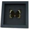 Battus Madyes Chlorodamas Framed Butterfly Taxidermy Moonlight Display