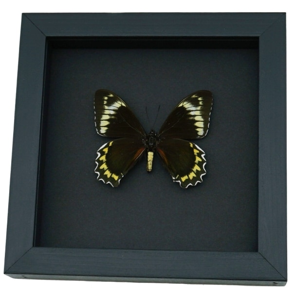 Battus Madyes Chlorodamas Framed Butterfly Taxidermy Moonlight Display