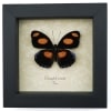 Catonephele numilia Butterfly Grecian Shoemaker Framed Taxidermy Display