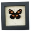 Catonephele numilia Butterfly Grecian Shoemaker Framed Taxidermy Display