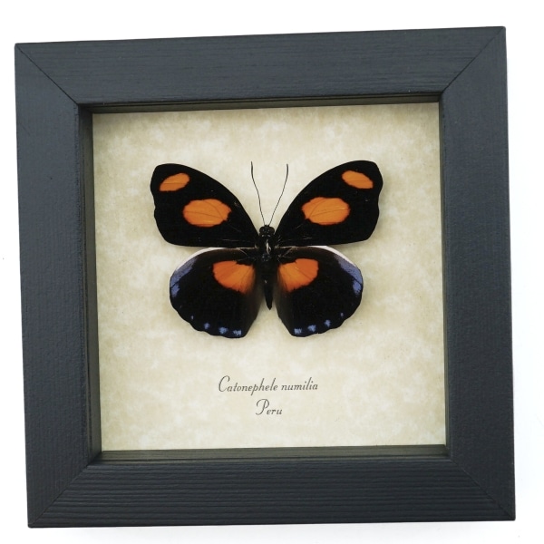 Catonephele numilia Butterfly Grecian Shoemaker Framed Taxidermy Display