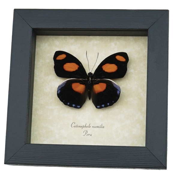 Catonephele numilia Butterfly Grecian Shoemaker Framed Taxidermy Display